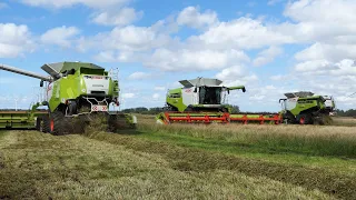 Claas Lexion 770 x3 Harvesting Grass Seed | Harvest Season 2023