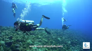 Diving in Maafushi, Maldives with Eco Dive Club - Myaru farhu