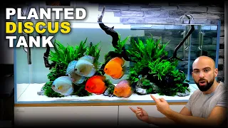 Aquascape Tutorial: HUGE XL Discus Islands Fish Tank (How To: Planted Aquarium Step By Step Guide)