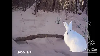 Проверка петель на зайца и капканов