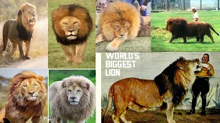 10 Biggest Lions in History | TOP 10 LARGEST LIONS