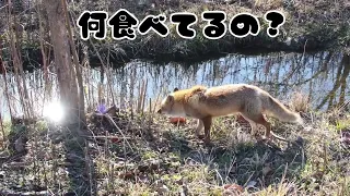 キツネとまったり🦊前に撮ってあった動画です😊