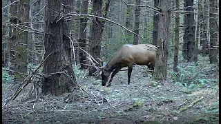 Bull Elk in Front of Our Trail Camera