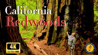 California Redwoods Walking Tour | 4K60fps | Captions