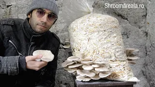 Cultivarea ciupercilor pleurotus pe saci cu paie pasteurizate - Shroomareala ep 9