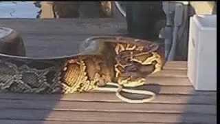 15-foot python caught in Collier Co. kept for education