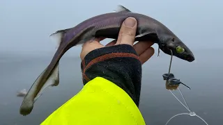 Fjordafiske: Episode 10 - Testing av Autosett og jakt på stor fisk