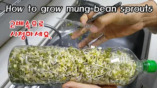 (2배속시청요망) 페트병을 이용하여 녹두(숙주나물) 키우기ㅣ(watch at 2x speed) How to grow mung bean sprouts