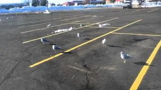 Colorado seagulls!