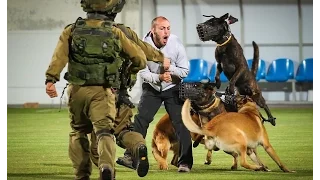 4 Israeli Special Forces Dogs simultaneous attack the Bad guy