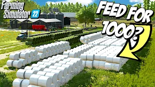 How Many Bales Do We Need To Feed Over 1000 Cows?
