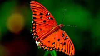 Цветы, природа и бабочки под красивую музыку. Красивые бабочки порхают над цветами (часть 3)