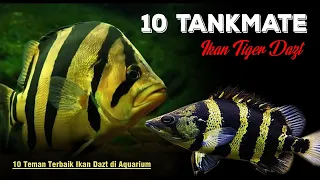 10 Tankmate Terbaik Ikan Tiger Datz Sumatra