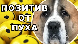 Минутка позитива от Пуха