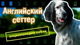 Английский сеттер. Энциклопедия собак.