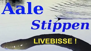 LIVEBISS beim AALANGELN  |  Aale Stippen beim Posenangeln mit der Stellfischrute im Fluss
