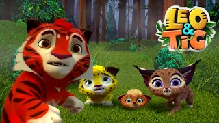 LEO and TIG 🦁 🐯 Foster Care Day Episodes collection 🌲🌳 Moolt Kids Toons Happy Bear