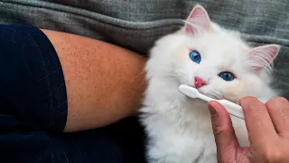 How to Brush Your Cat's Teeth for the First Time (5 Step Tutorial) | The Cat Butler