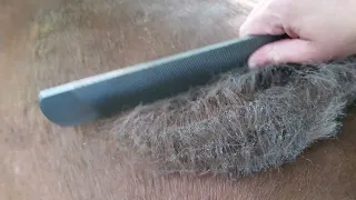 Favorite Horse De-Shedding Tool - Satisfying Relaxing ASMR