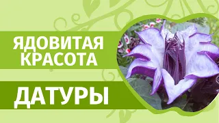 Польза Дурман-Травы на садовом участке. Зачем выращивать прекрасную,  но ядовитую Датуру