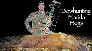 BOWHUNTING FLORIDA HOGS!