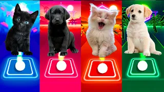 CUTE CAT LISA MONEY VS CUTE DOG MAROON 5 SUGAR VS CUTE CAT VS CUTE DOG LADY GAGA BLOODY MARY