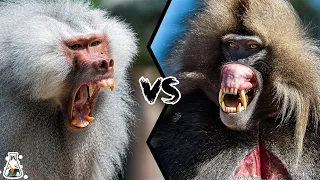 BABOON VS GELADA - Who Will Win This Fight?