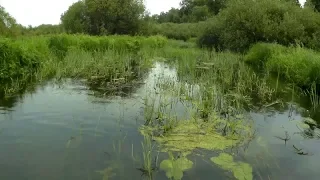 Поймал 5 видов Хищника. Идеальная Приманка для Ловли в Траве