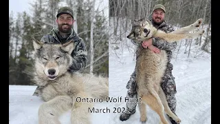 2 Wolves in 2 Days - Ontario 2022