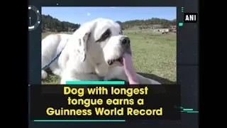 Dog with longest tongue earns a Guinness World Record - ANI News