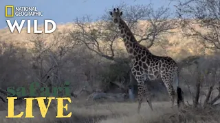 Safari Live - Day 192 | Nat Geo Wild