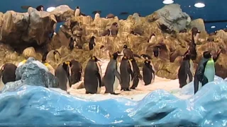 Из архива. Милые пингвины малыши в Лоро Парке, Тенерифе. Loro Park Tenerife