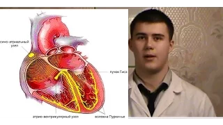 Автоматия Сердца  Нормальная Физиология