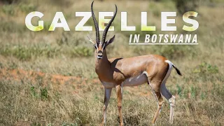 African Deer - Botswana | Wildlife Documentary 2021 - 4k Video