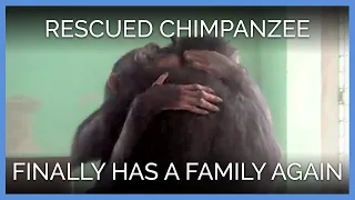 Rescued Chimpanzee Lisa Marie Finally Has a Family Again