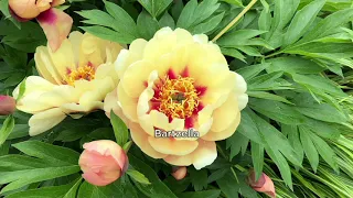 Roberta's 1-Piece Itoh Hybrid Peony on QVC