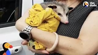 Woman Rescues Possum And Raises Him Like Her Own | The Dodo