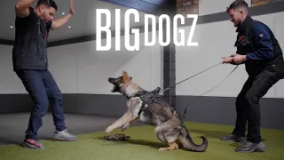 Training £150k Protection Puppies | BIG DOGZ