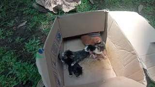 Nemu anak kucing lagi di jalan,yang di buang di jalan tanpa induk nya