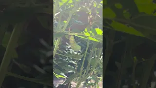 Monarch Caterpillar Transforms into a Chrysalis || ViralHog