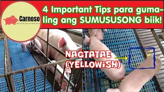 4 IMPORTANT TIPS para gumaling ang NAGTATAE na SUMUSUSONG Biik!