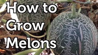 How to Grow Melons Vertically in Colder Climates