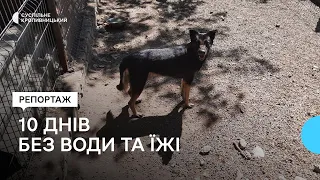В гуртожитку у Кропивницькому собака просидів без води та їжі 10 днів