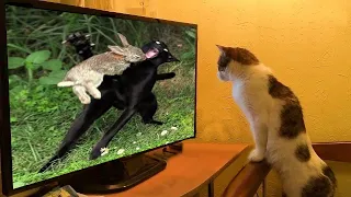 FUNNY CAT MEMES COMPILATION OF 2022 PART 18
