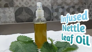 How To Make Stinging Nettle leaf Infused Oil For Fast Hair Growth