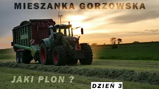 MIESZANKA GORZOWSKA - JAK PLONUJE NA SŁABYCH GLEBACH? #DZIEŃ3