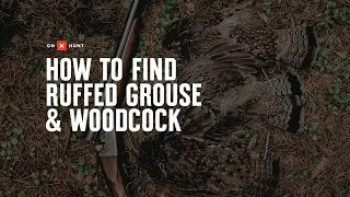 How To Find Ruffed Grouse & Woodcock