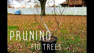 Pruning Container Fig Trees for Form & Production: Young, Teenaged & Old Trees