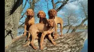 Introducing the Zöldmáli Hungarian Wirehaired Vizsla Kennel