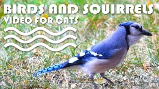 VIDEO FOR CATS TO WATCH - Birds and Squirrels! CAT & DOG TV.